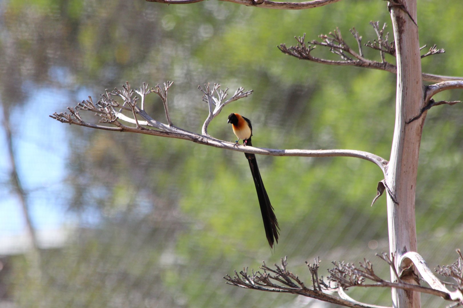 Long-tailed Paradise Whydah