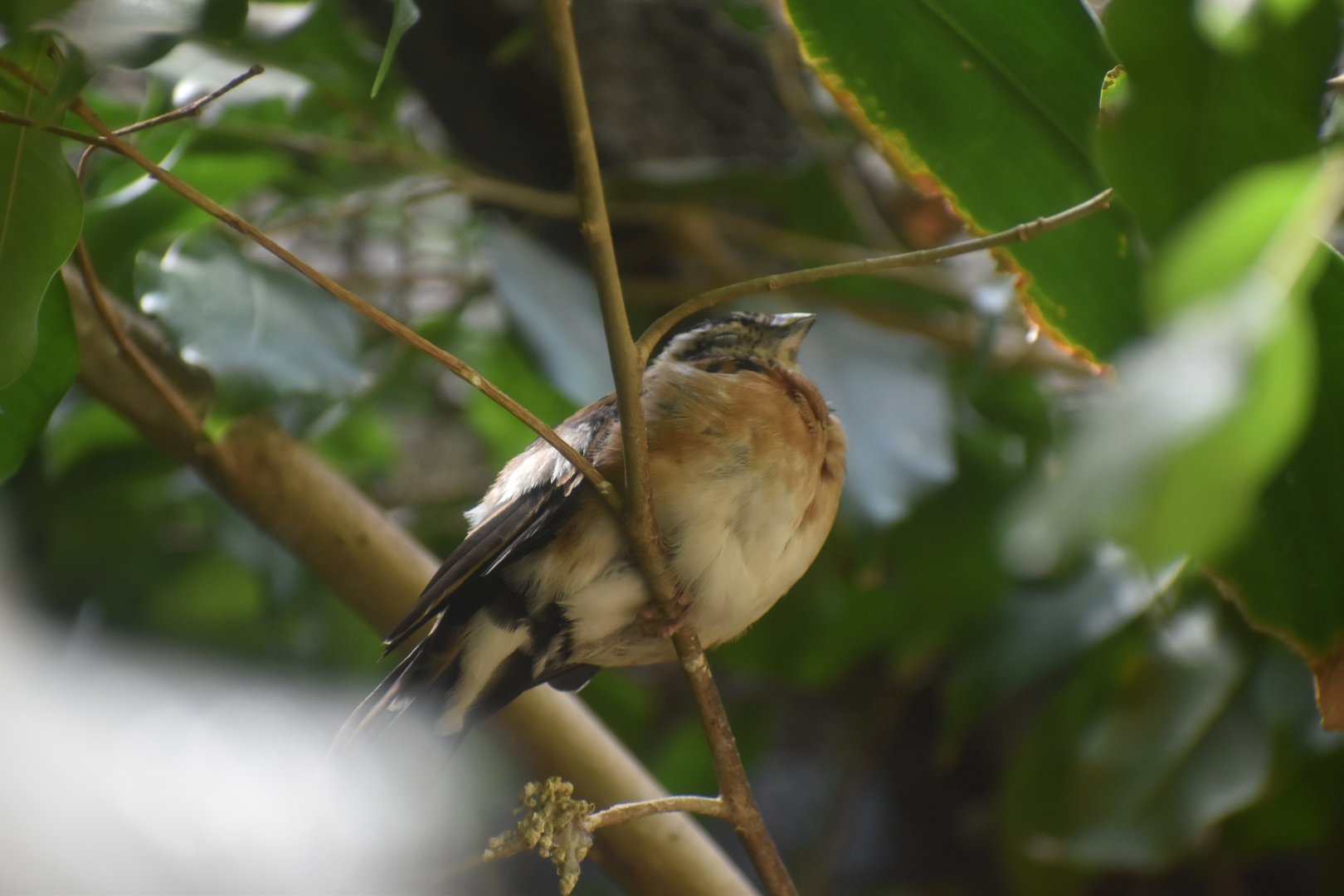 Long Tailed Paradise Whydah