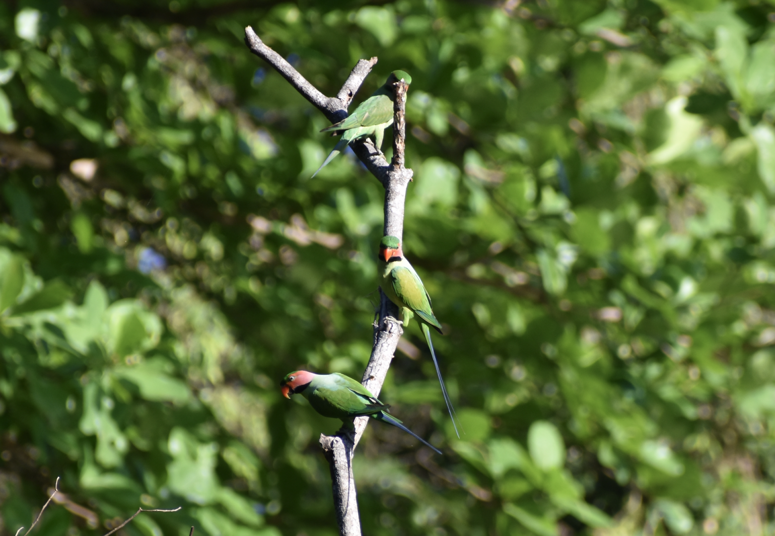 Long Tailed Parakeet ~ Hindhede Nature Park