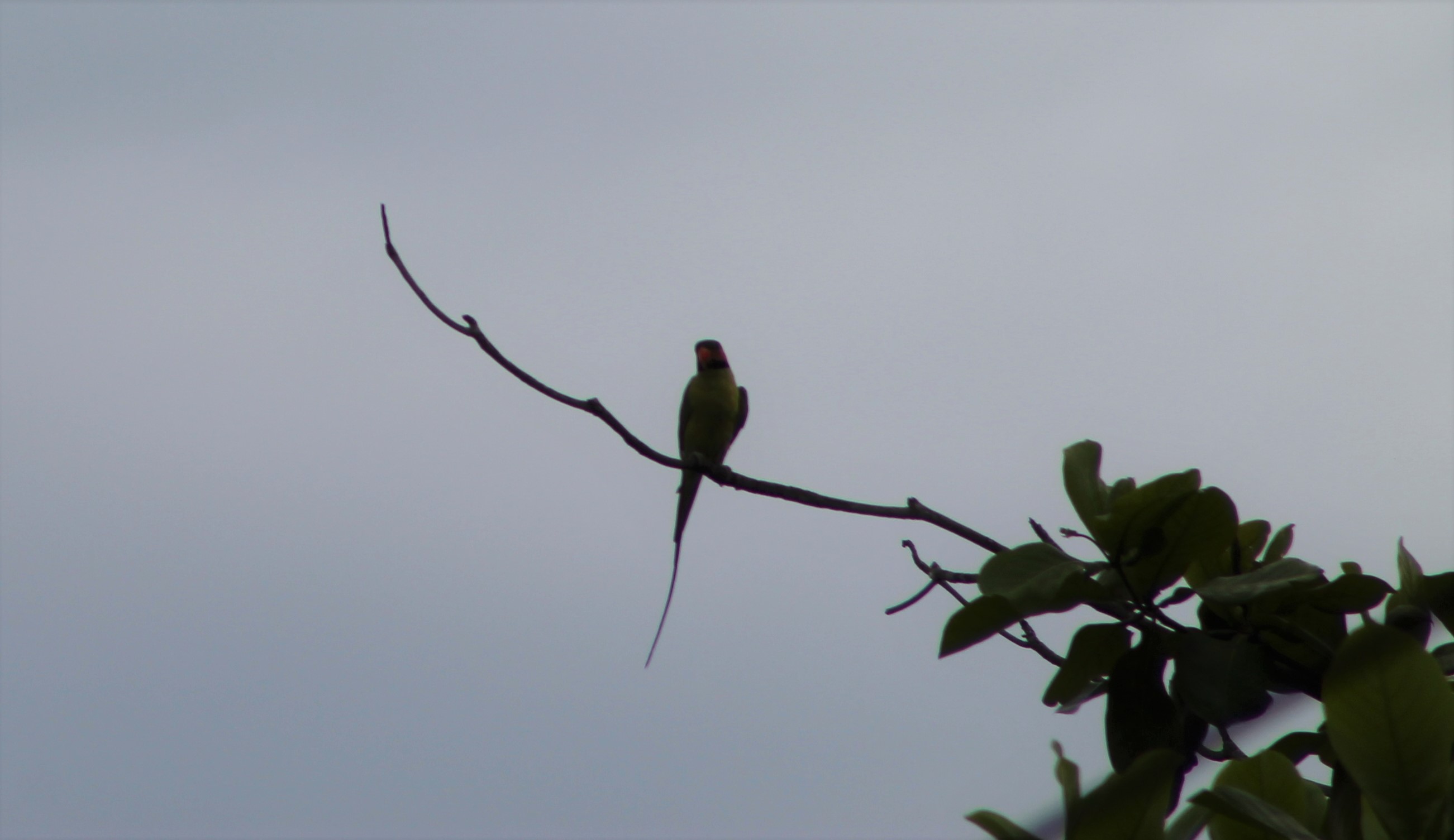 Long-tailed Parakeet (Psittacula longicauda)