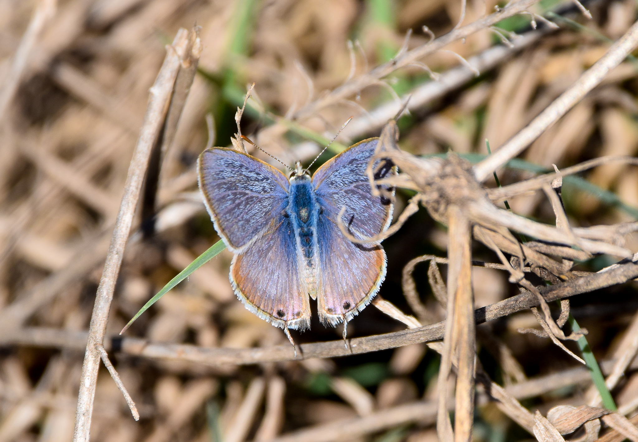 Long-tailed Pea-Blue
