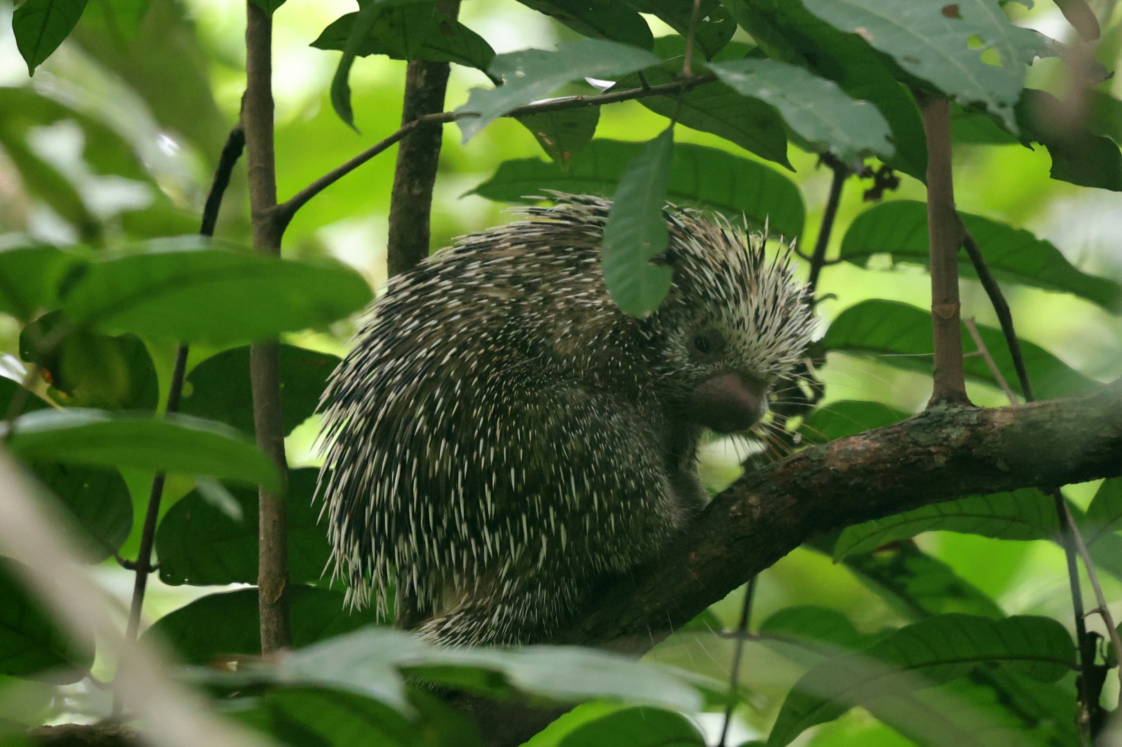 Long-tailed Porcupine (Coendou longicaudatus)