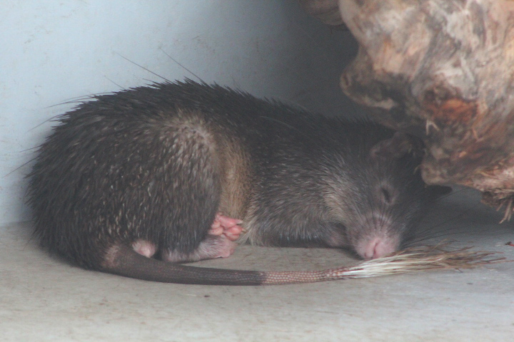 Long-tailed porcupine (Trichys fasciculata) - Jasmine Park