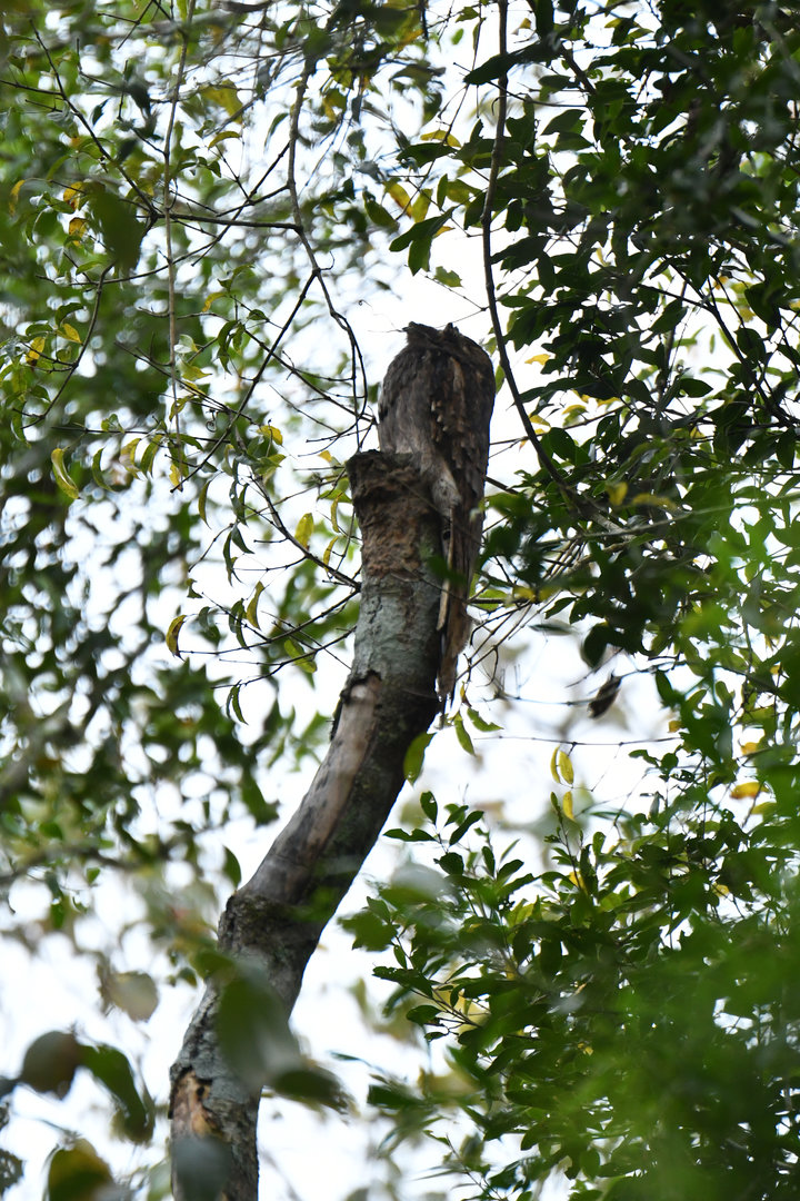 Long-tailed Potoo Nyctibius aethereus (widespread but rare bird to get sighting of)