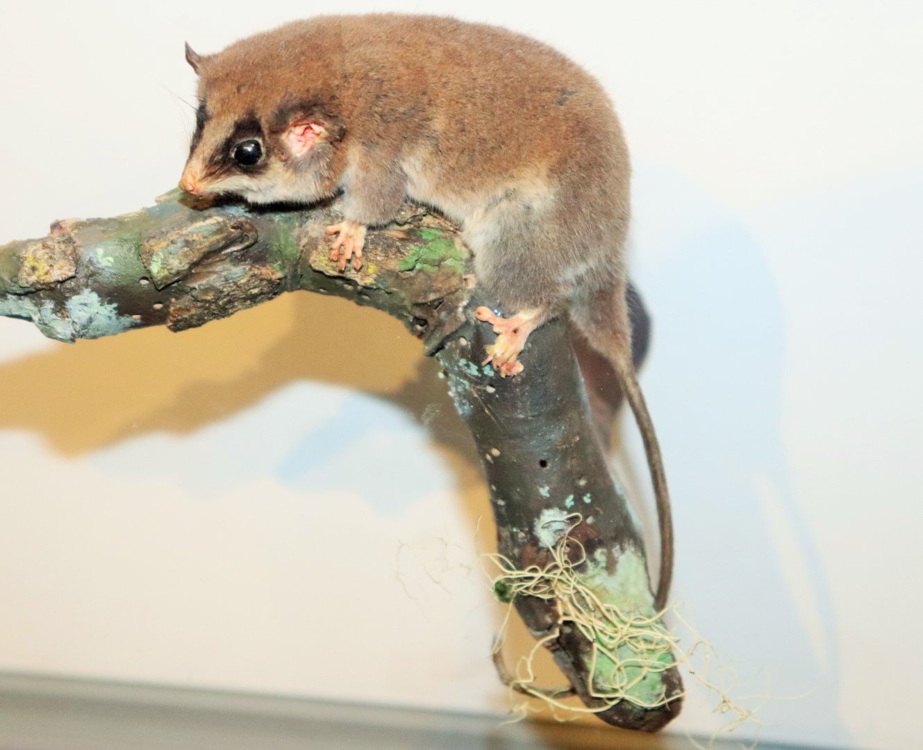 Long-tailed Pygmy Possum (Cercartetus caudatus)