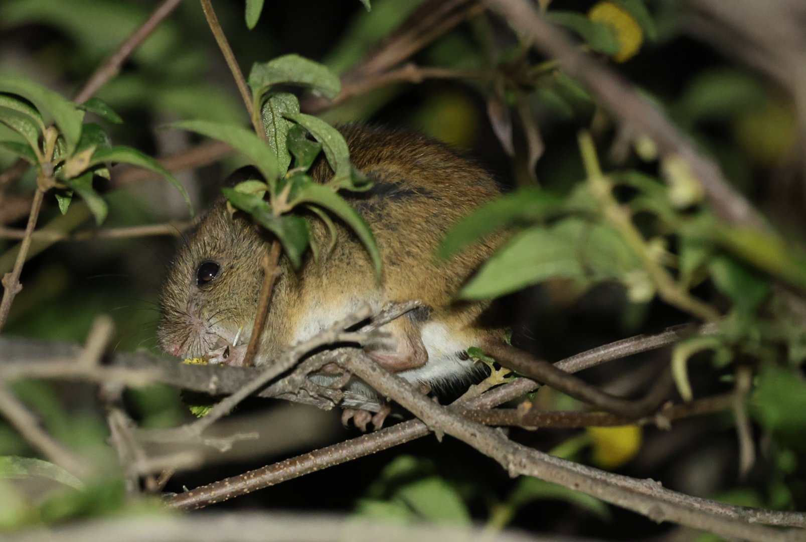 long-tailed pygmy rice rat (Oligoryzomys longicaudatus)