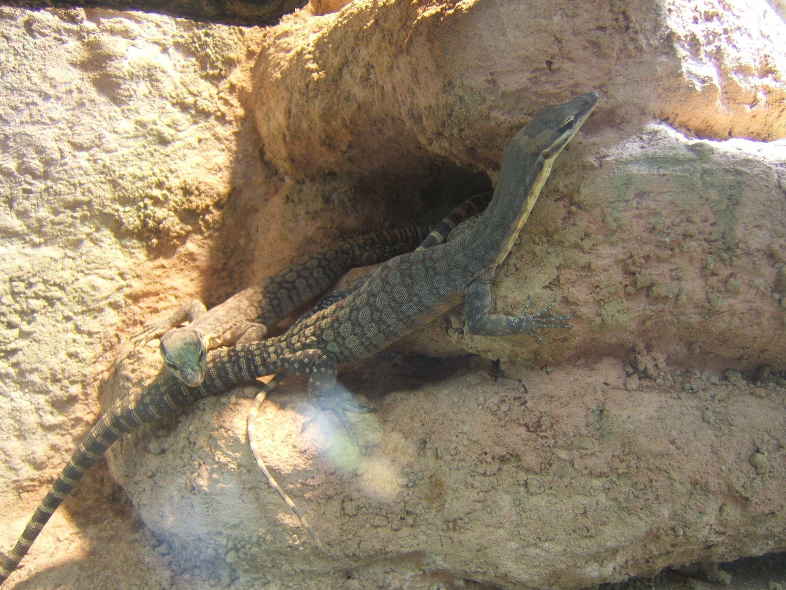 Long-tailed Rock Monitor (Varanus glauerti)
