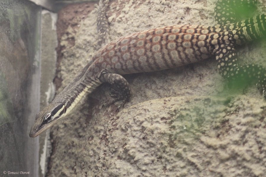 Long-tailed rock monitor (Varanus glauerti)