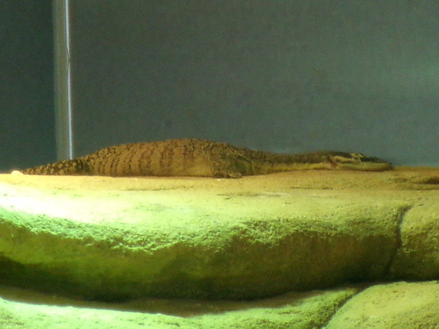 Long-tailed rock monitor