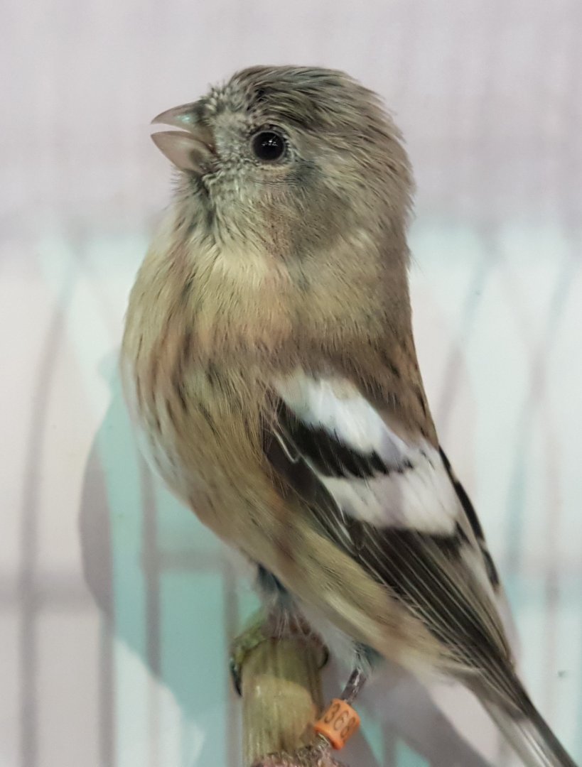 Long-tailed rosefinch - Carpodacus sibiricus