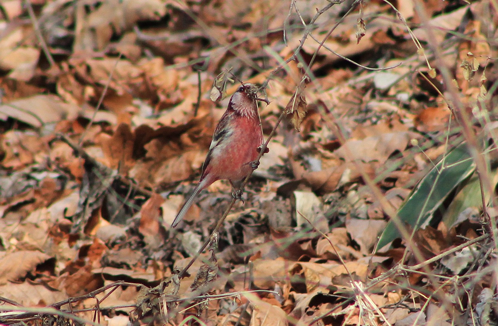 Long-tailed Rosefinch (Carpodacus sibiricus)