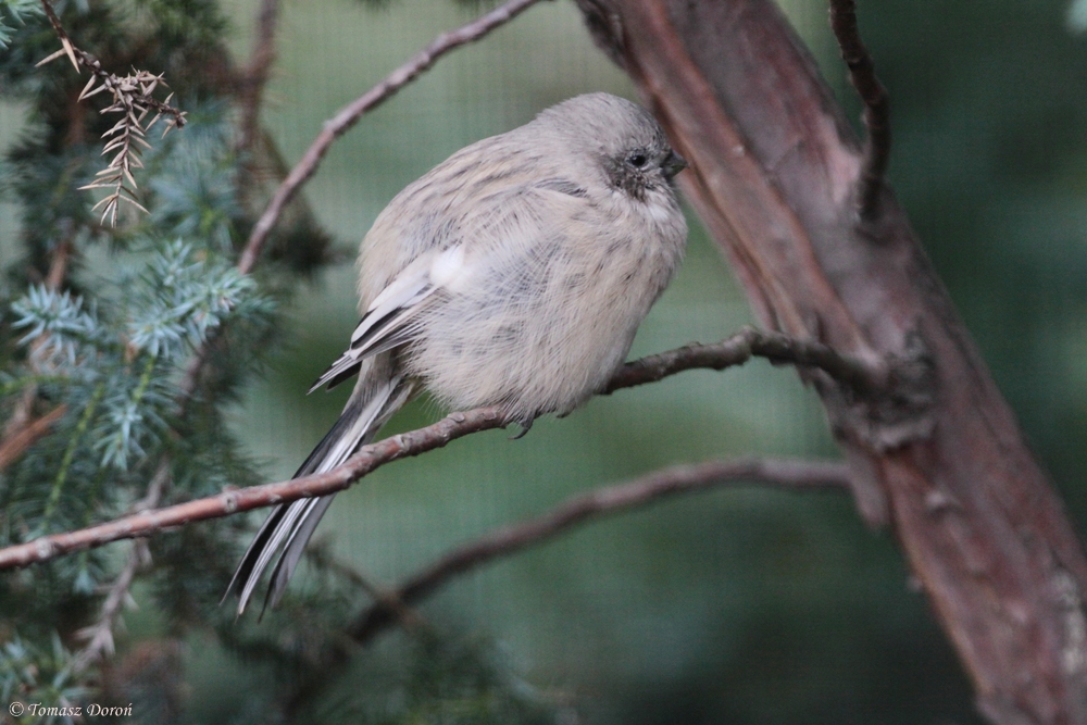 Long-tailed Rosefinch (Uragus sibiricus)