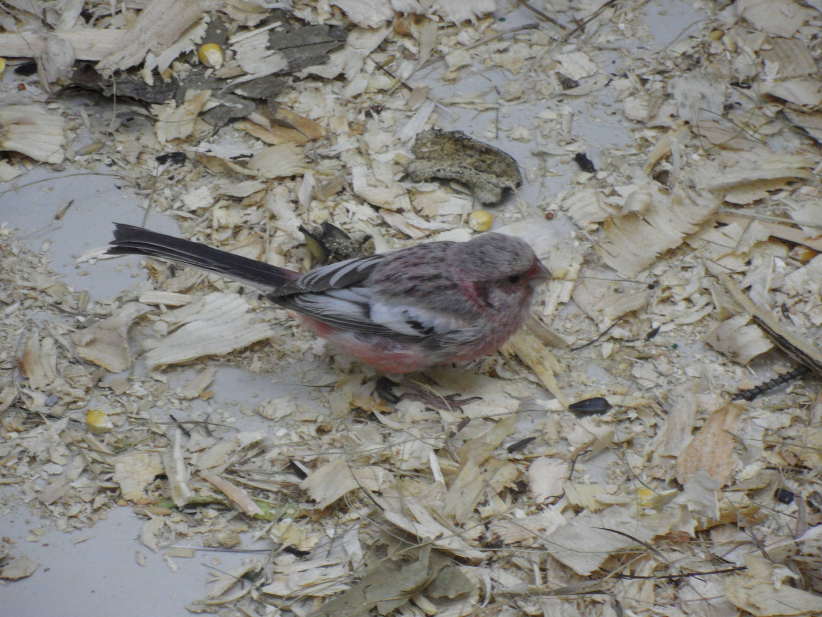 Long-tailed rosefinch
