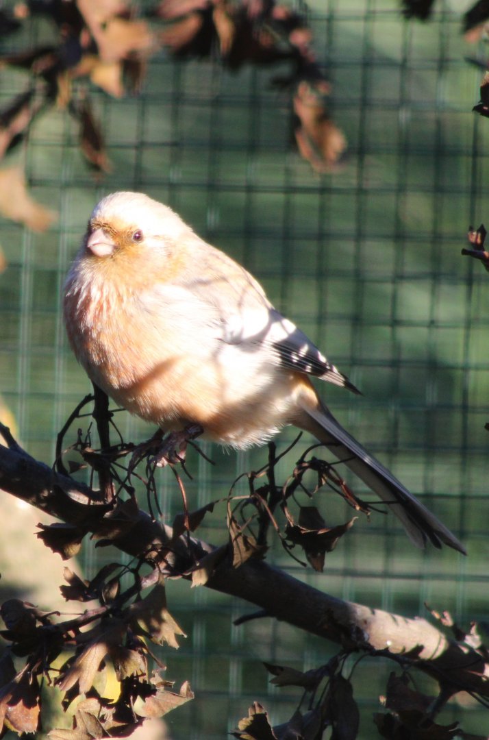 Long-tailed rosefinch