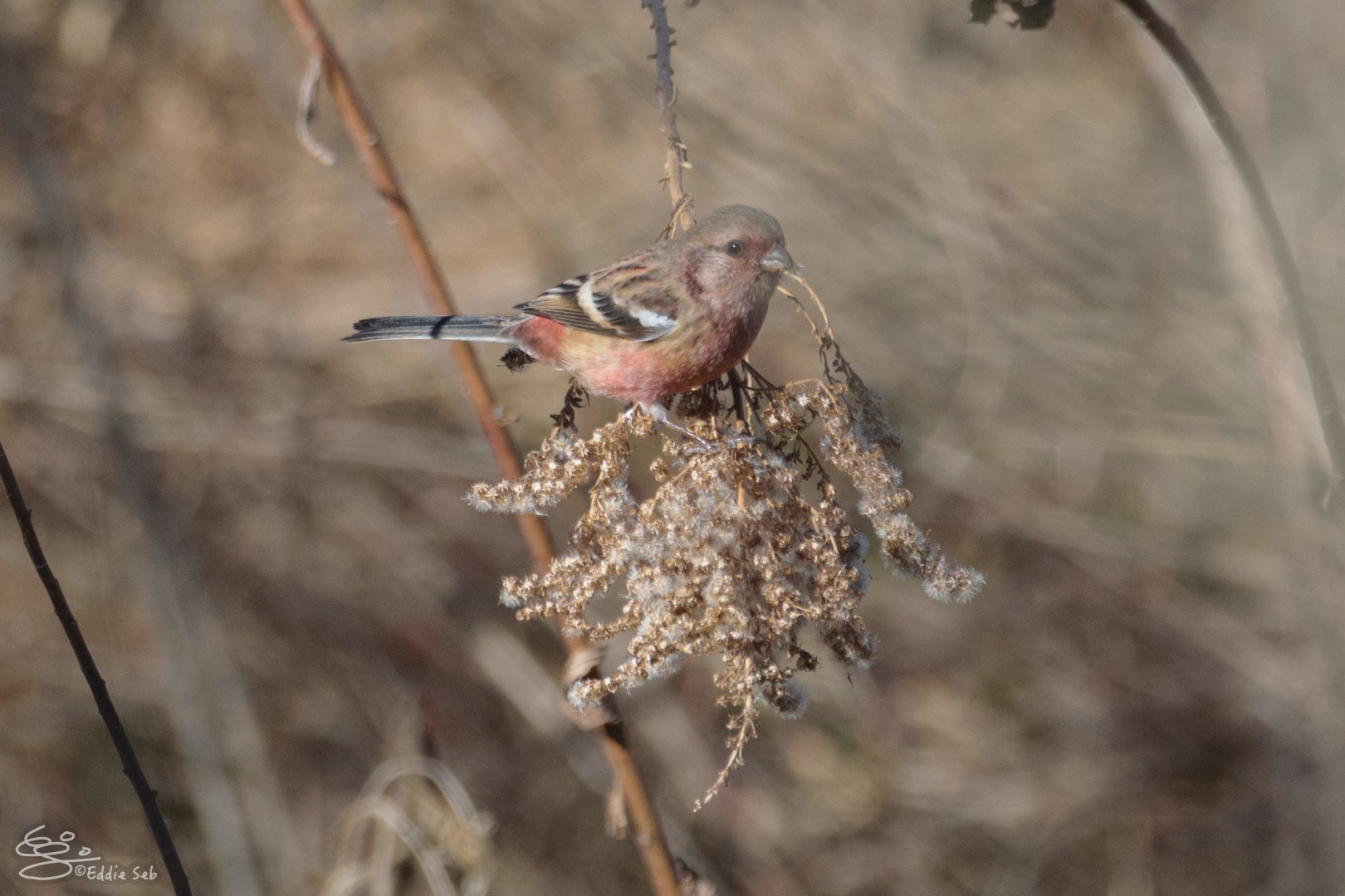 Long-tailed Rosefinch