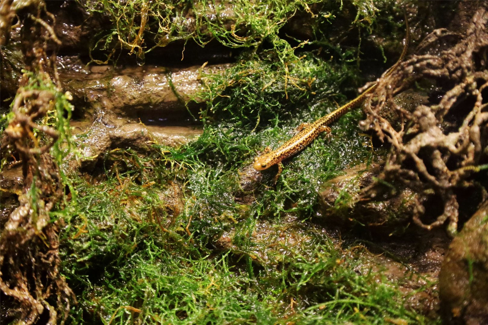 Long-tailed Salamander (Eurycea longicauda)