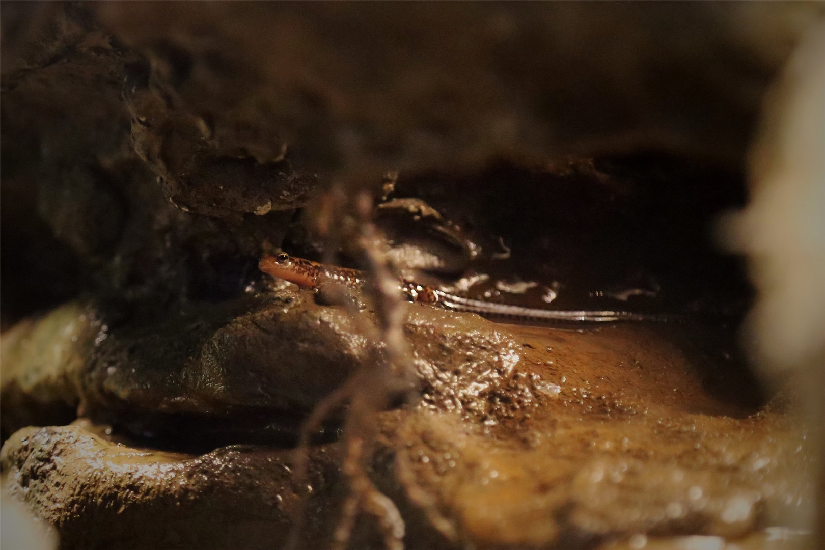 Long-tailed Salamander (Eurycea longicauda)