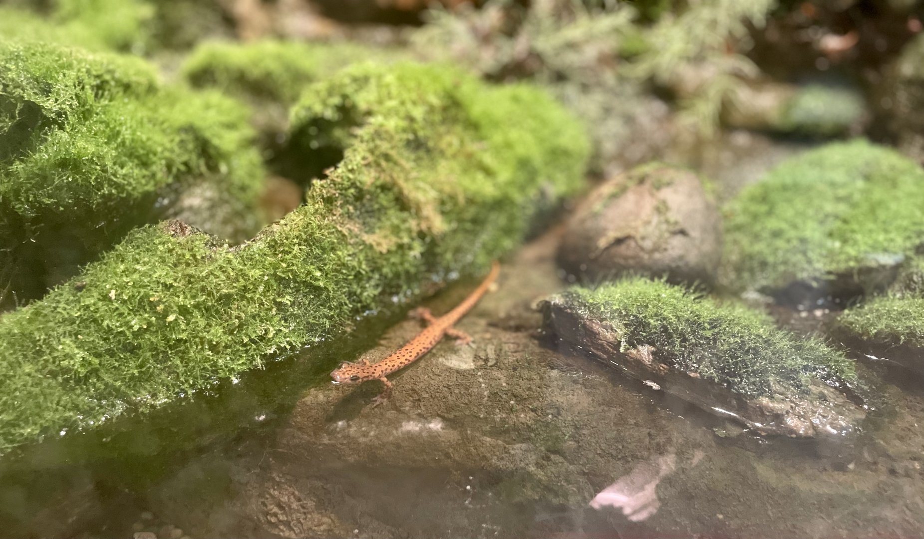 Long-tailed Salamander