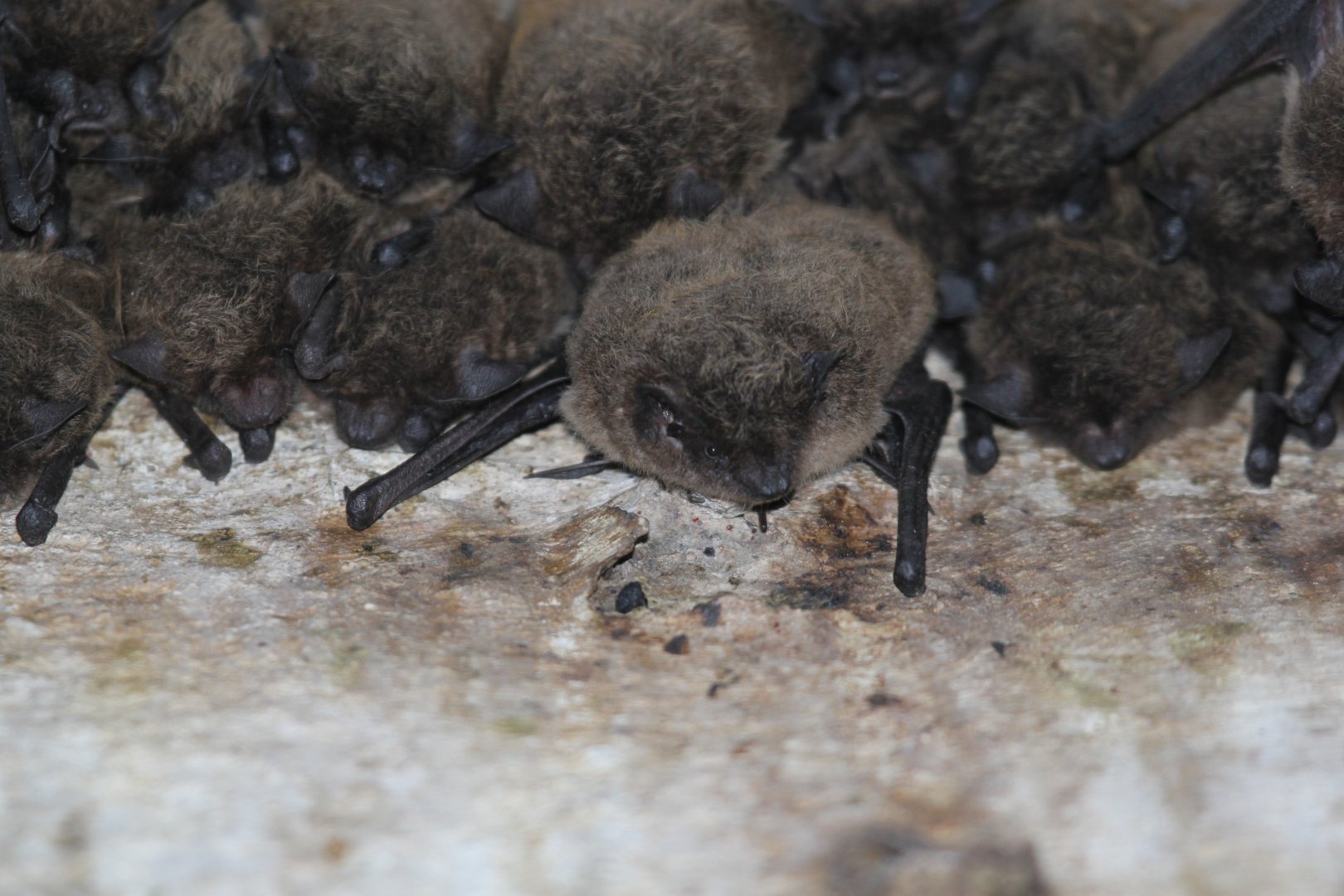 Long-tailed Serotines (Eptesicus hottentotus)