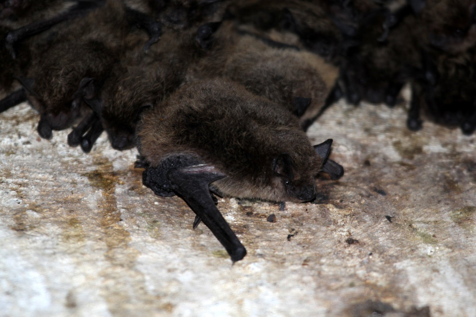 Long-tailed Serotines (Eptesicus hottentotus)