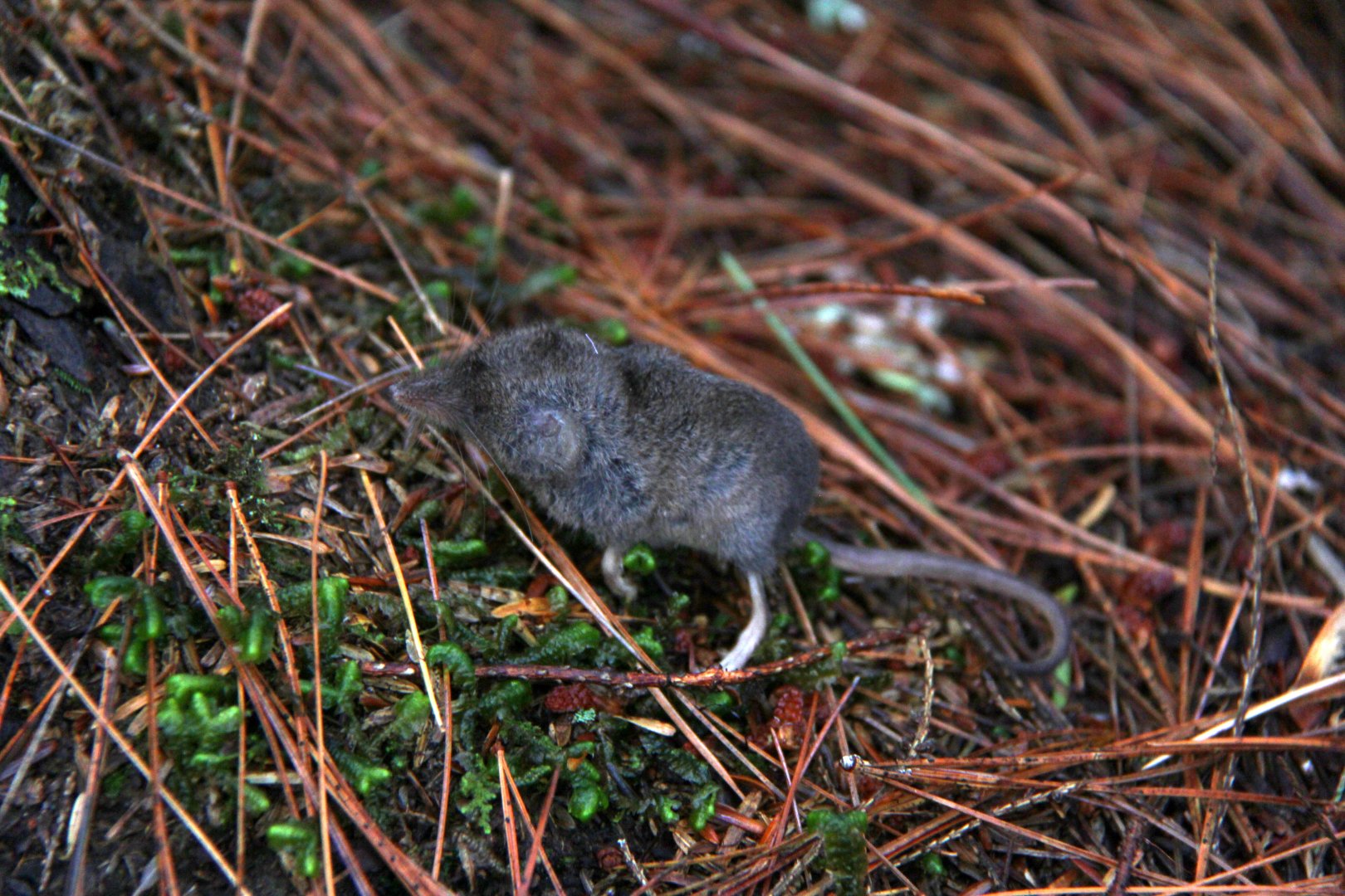 long-tailed shrew or rock shrew (Sorex dispar)