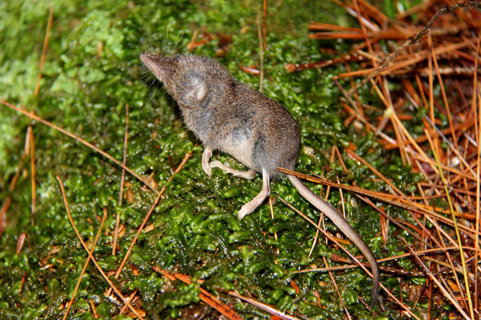 long-tailed shrew or rock shrew (Sorex dispar)