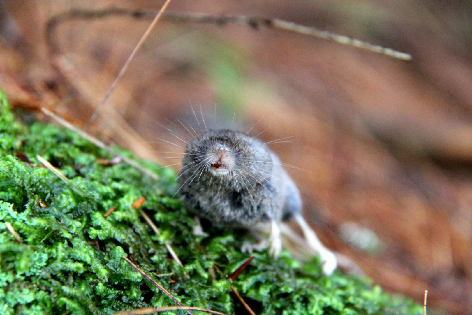 long-tailed shrew or rock shrew (Sorex dispar)