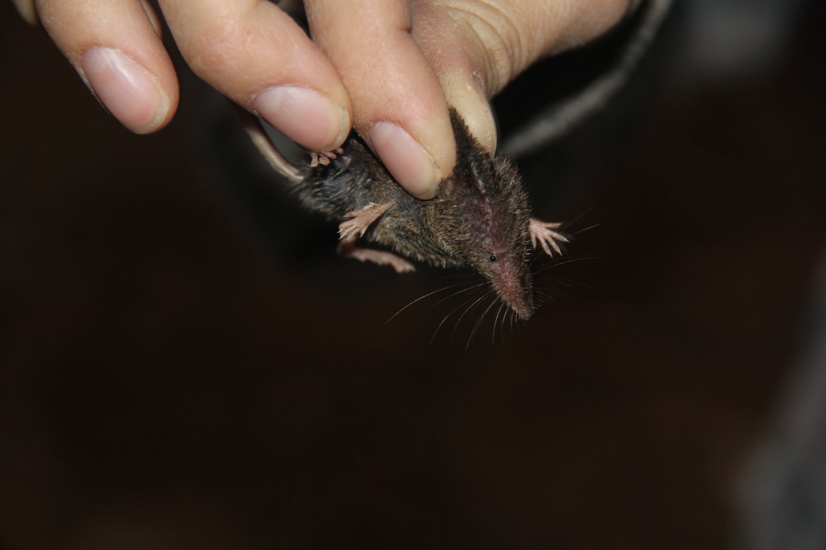 long-tailed shrew or rock shrew (Sorex dispar)