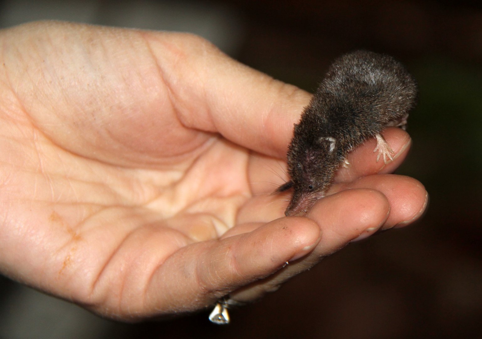 long-tailed shrew or rock shrew (Sorex dispar)