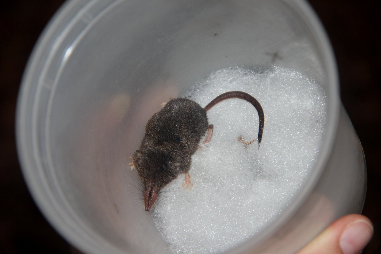 long-tailed shrew or rock shrew (Sorex dispar)