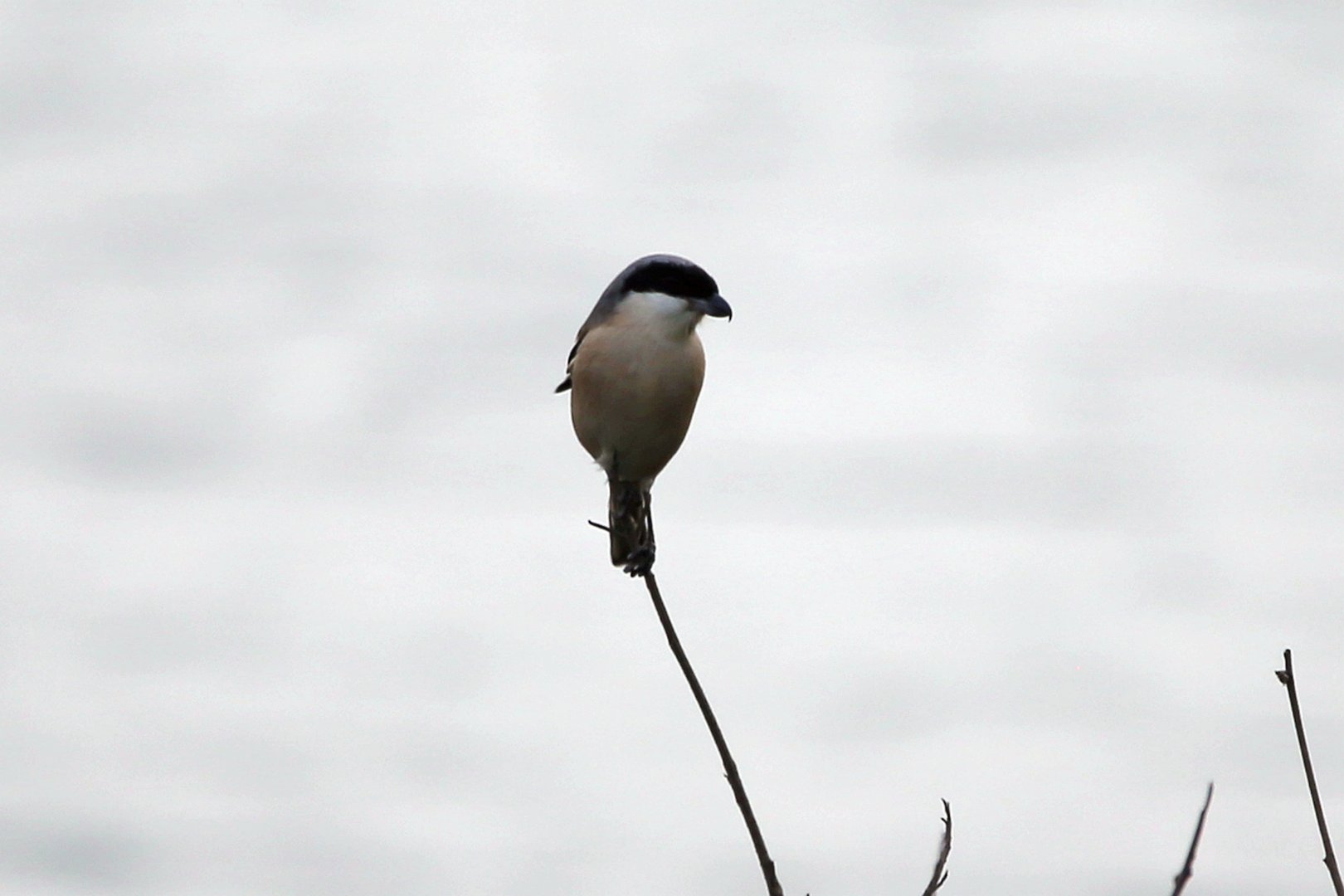 Long-tailed Shrike (Lanius schach)