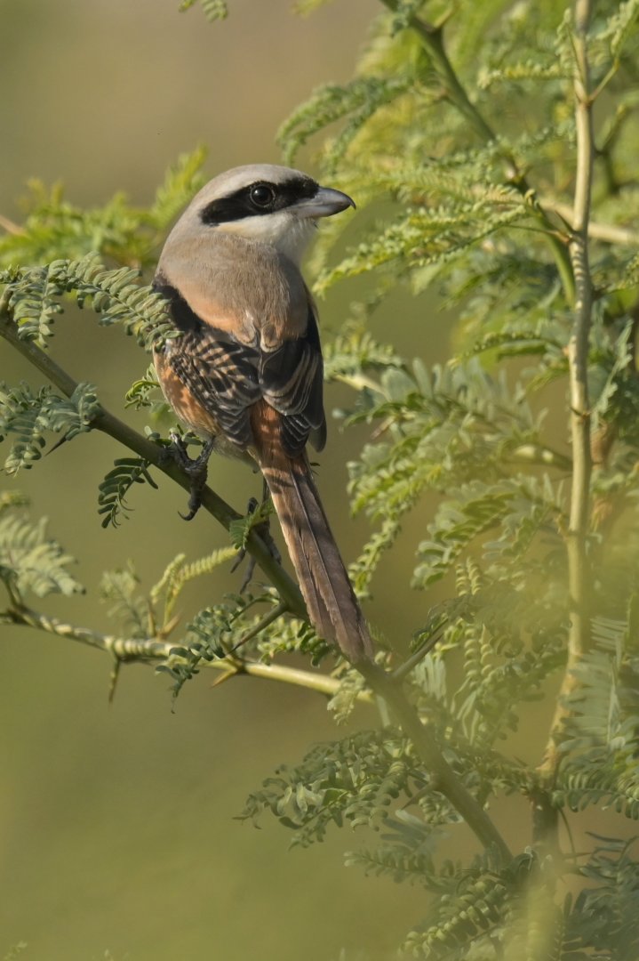 Long-tailed Shrike Lanius schach