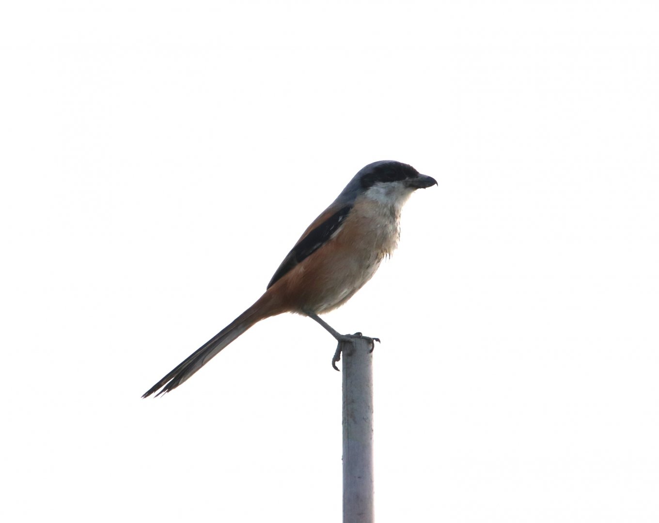 Long-tailed Shrike (Lanius schach)