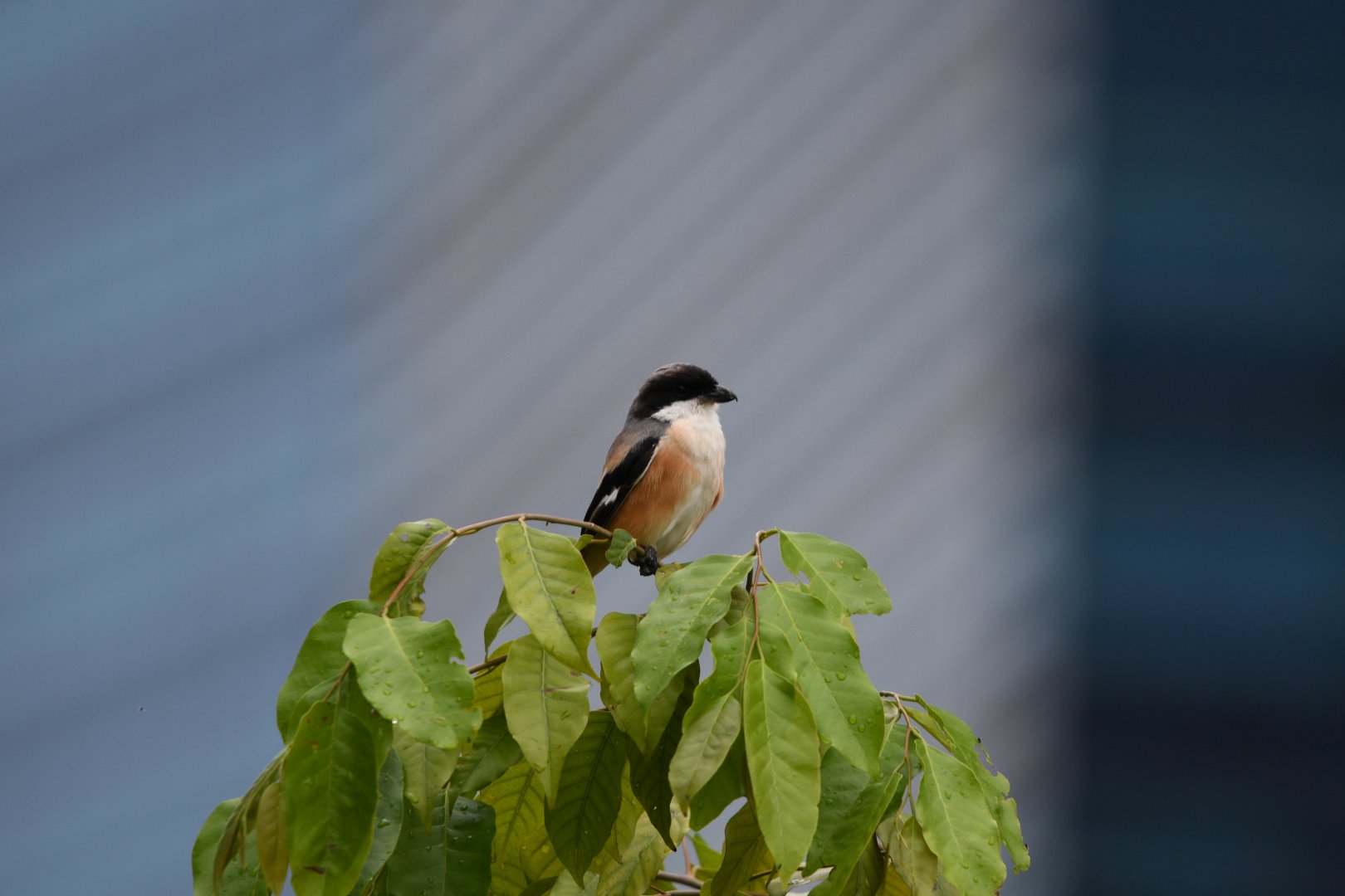 Long Tailed Shrike ~ Lawn on Park St.