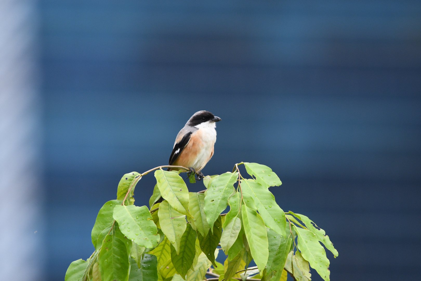 Long Tailed Shrike ~ Lawn on Park St.