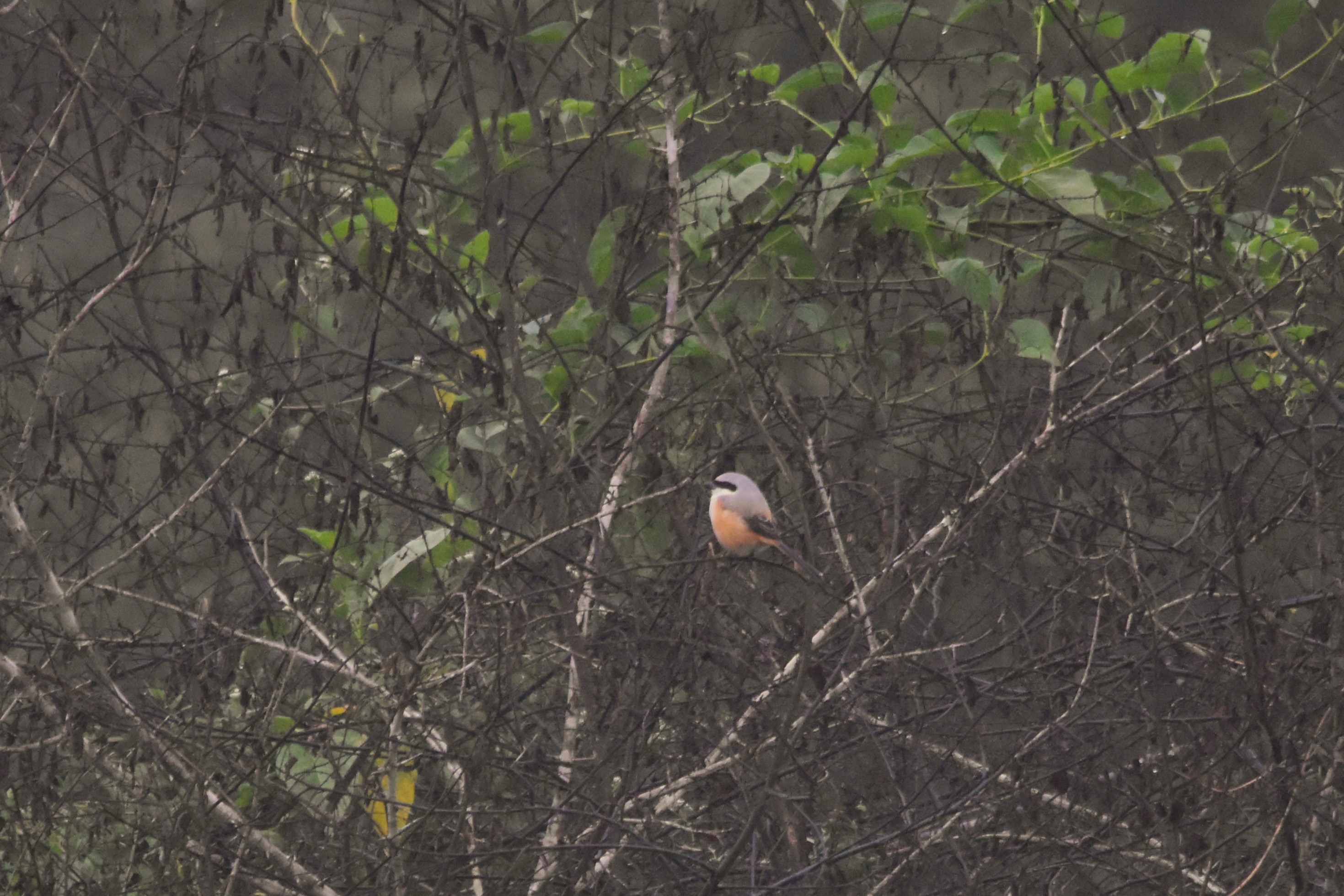 Long-tailed Shrike, Nagarahole Tiger Reserve, 25th November 2024