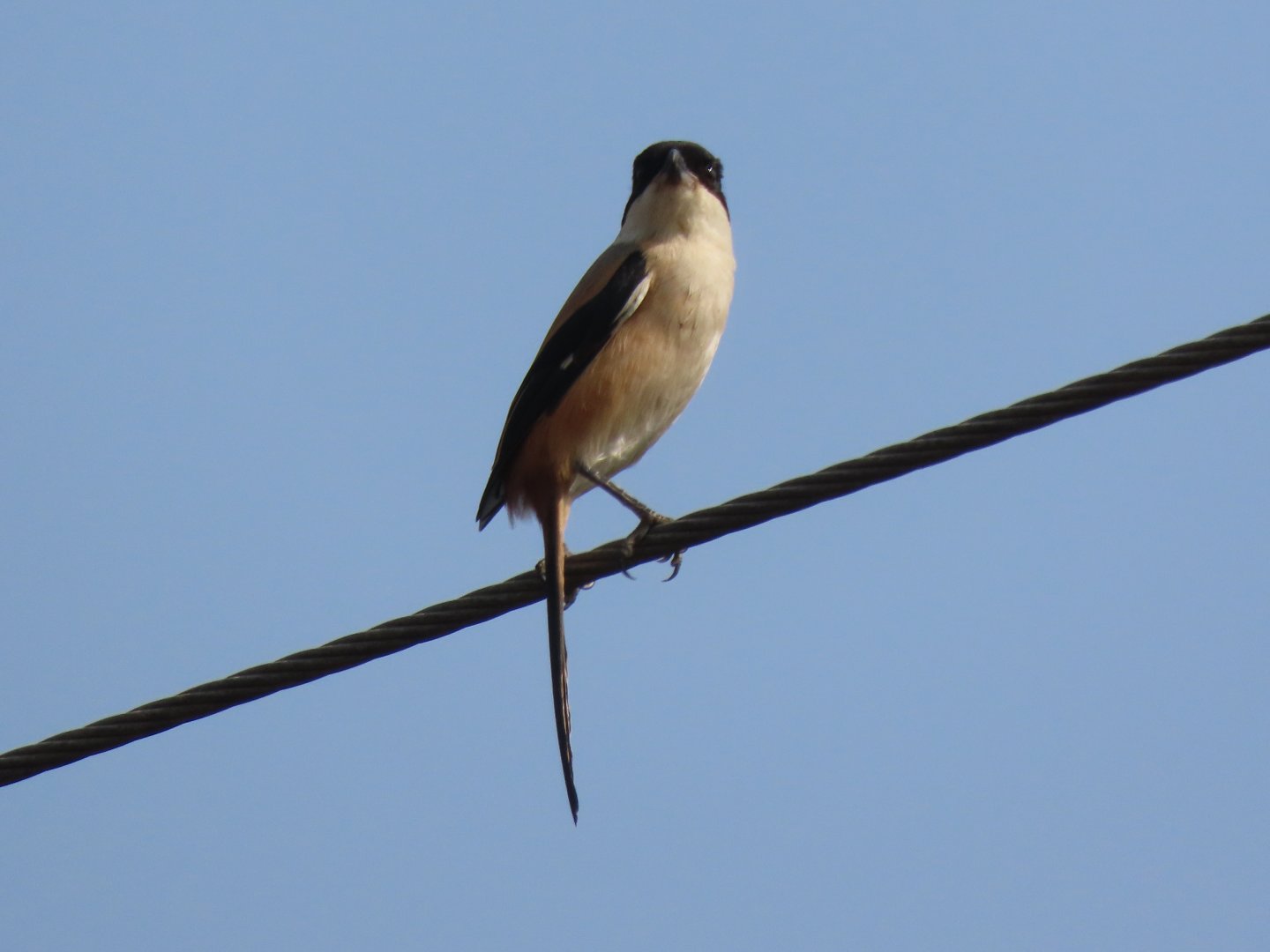 Long tailed shrike