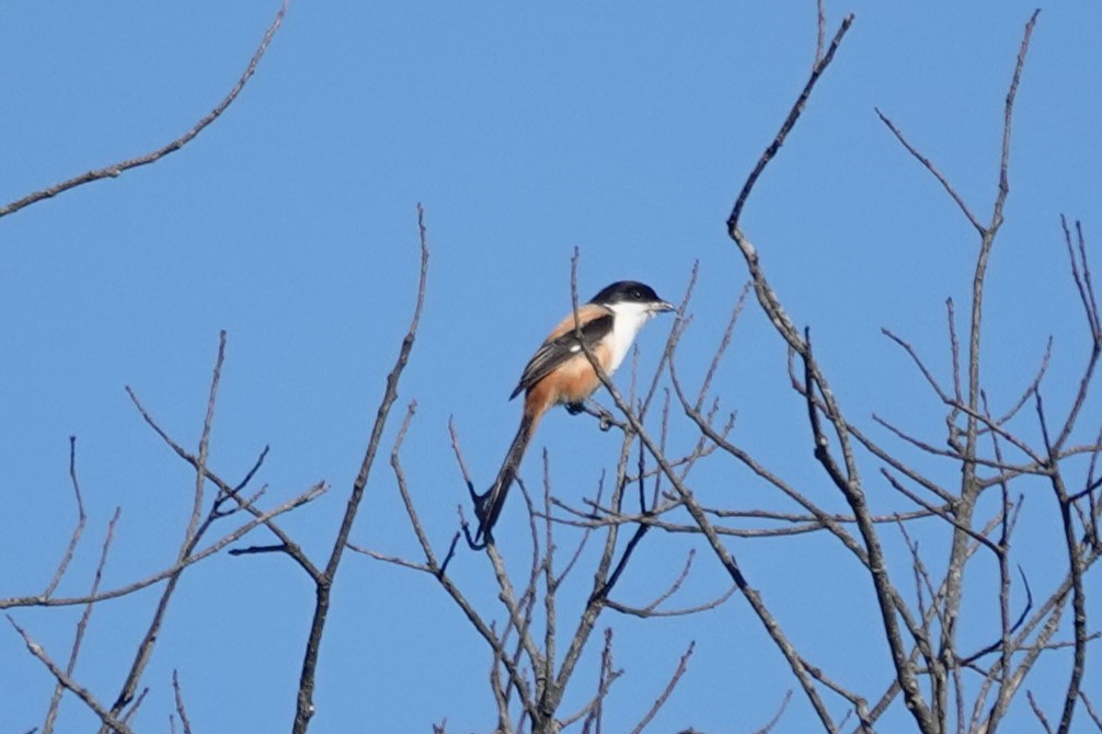Long-tailed Shrike