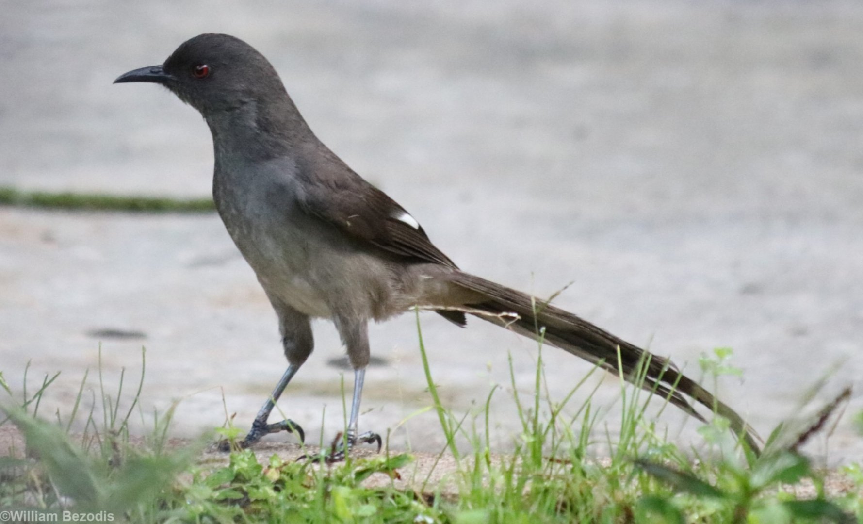 Long-tailed Sibia - Fraser's Hill