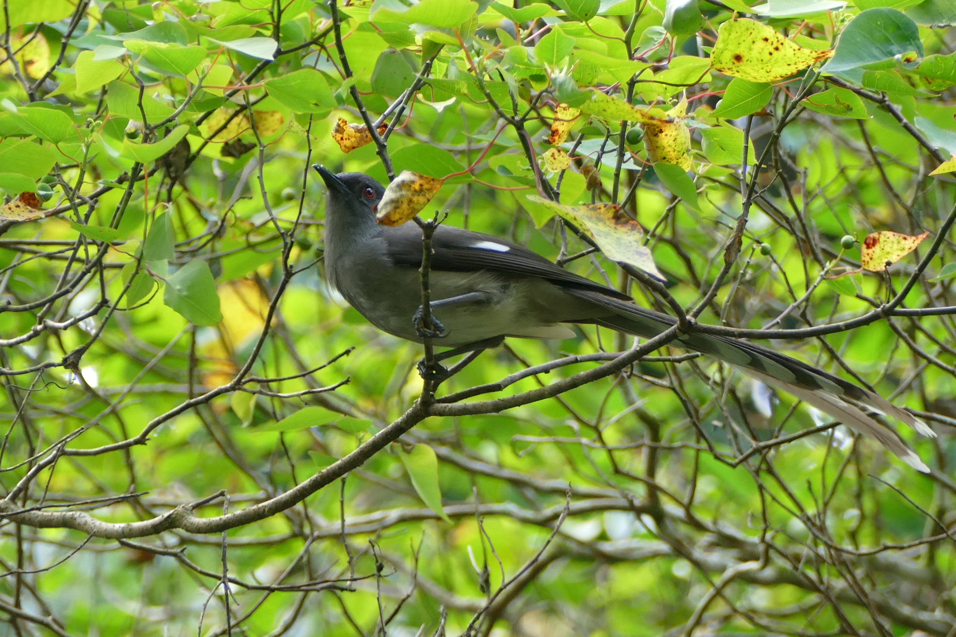 Long-tailed Sibia - Fraser's Hill