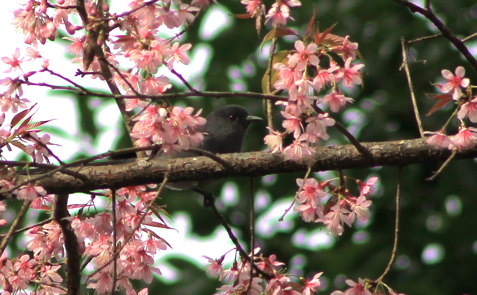 Long-tailed Sibia (Heterophasia picaoides) amongst blossoms