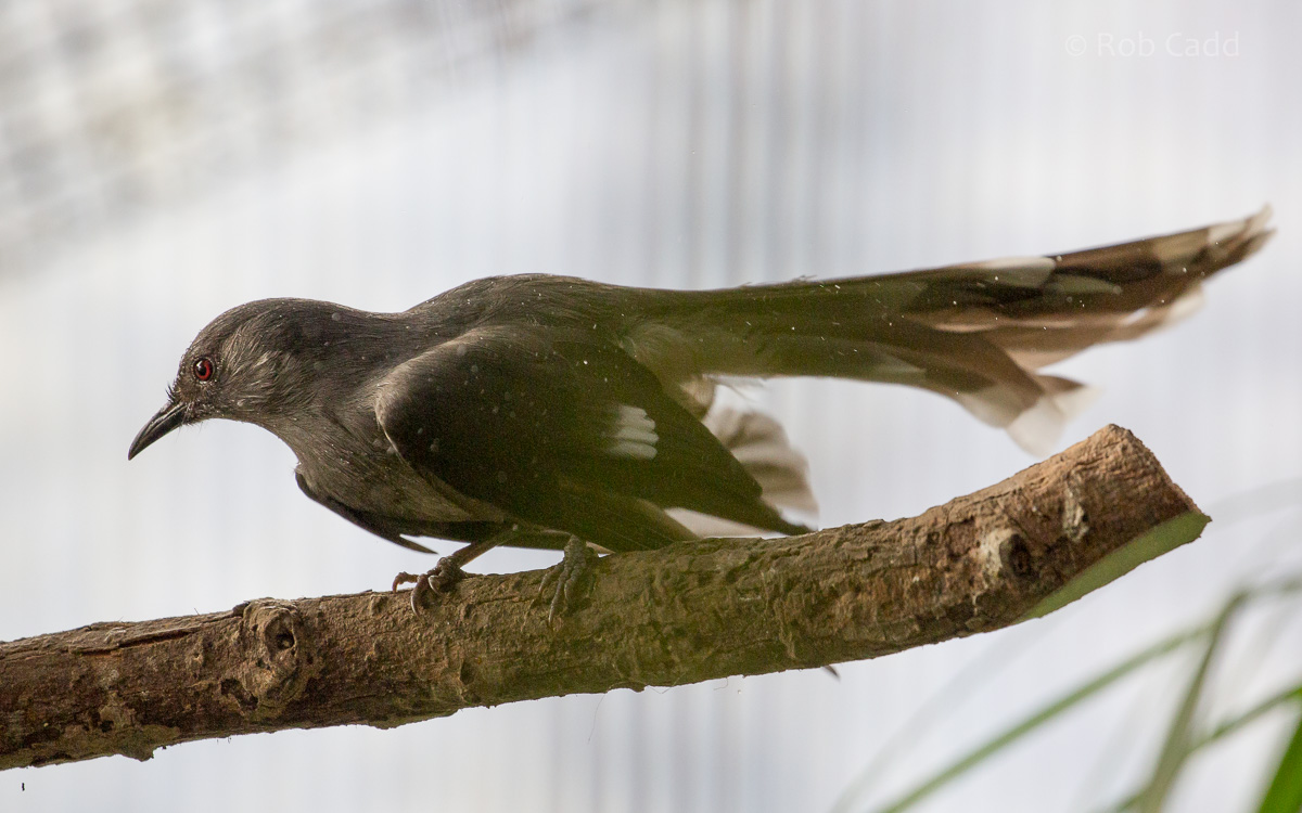 Long-tailed sibia : Thrigby Hall : 25 Mar 2016