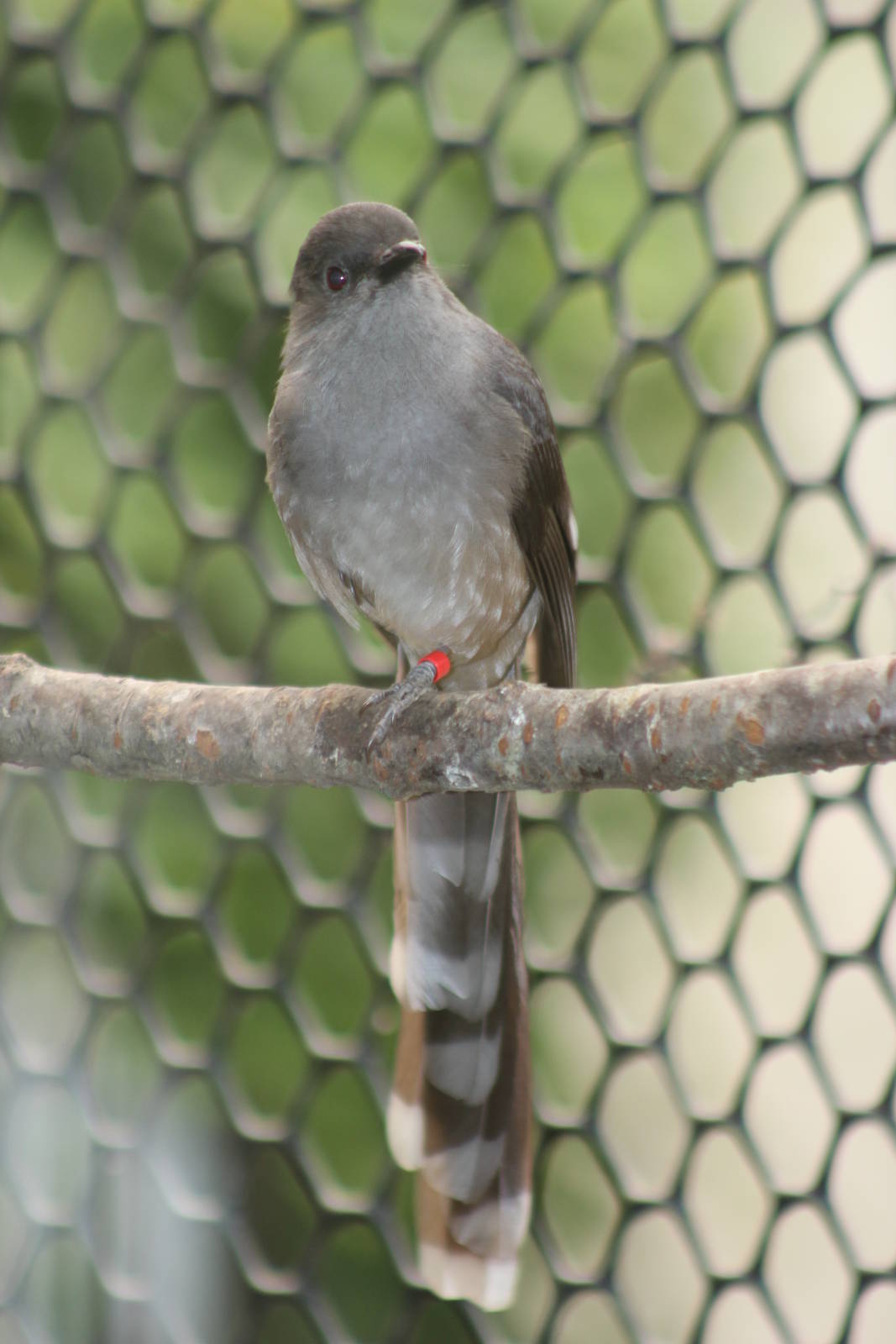 Long-tailed sibia