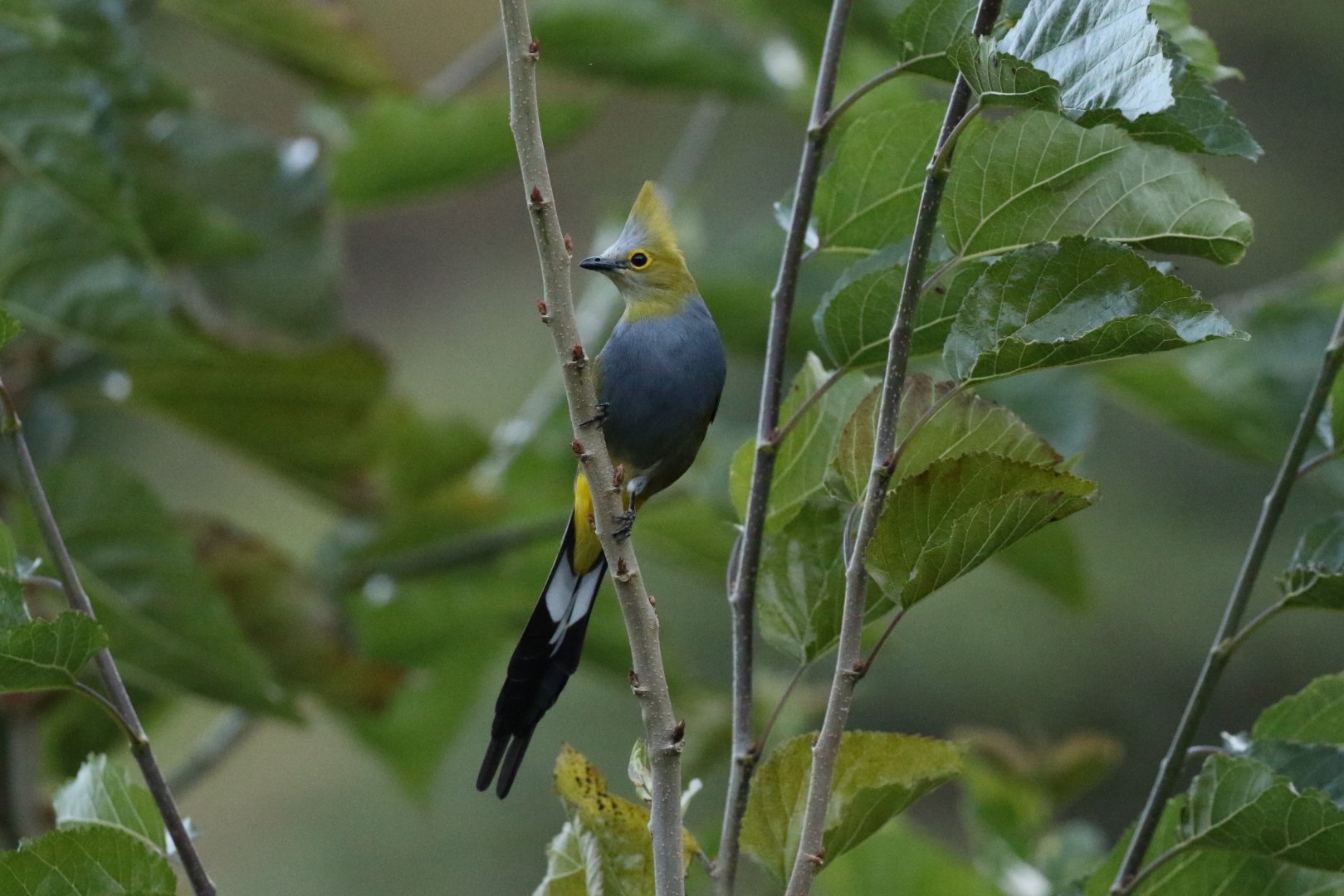 Long-tailed Silky-flycatcher