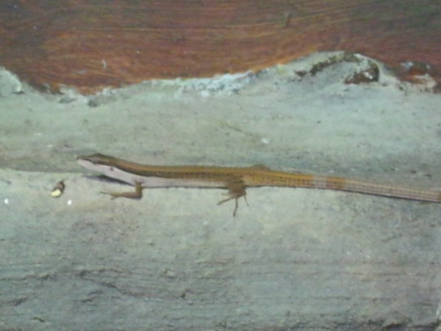 Long-tailed Skink (Takydromus sexlineatus)2015