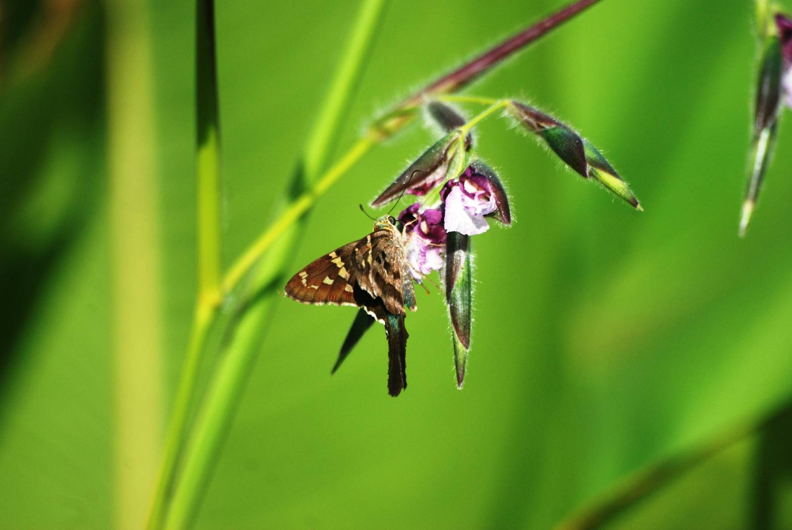 Long-tailed Skipper, Western Everglades/Big Cypress, October 2013