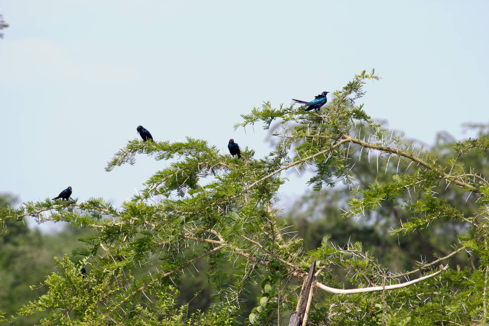 Long-tailed Starlings
