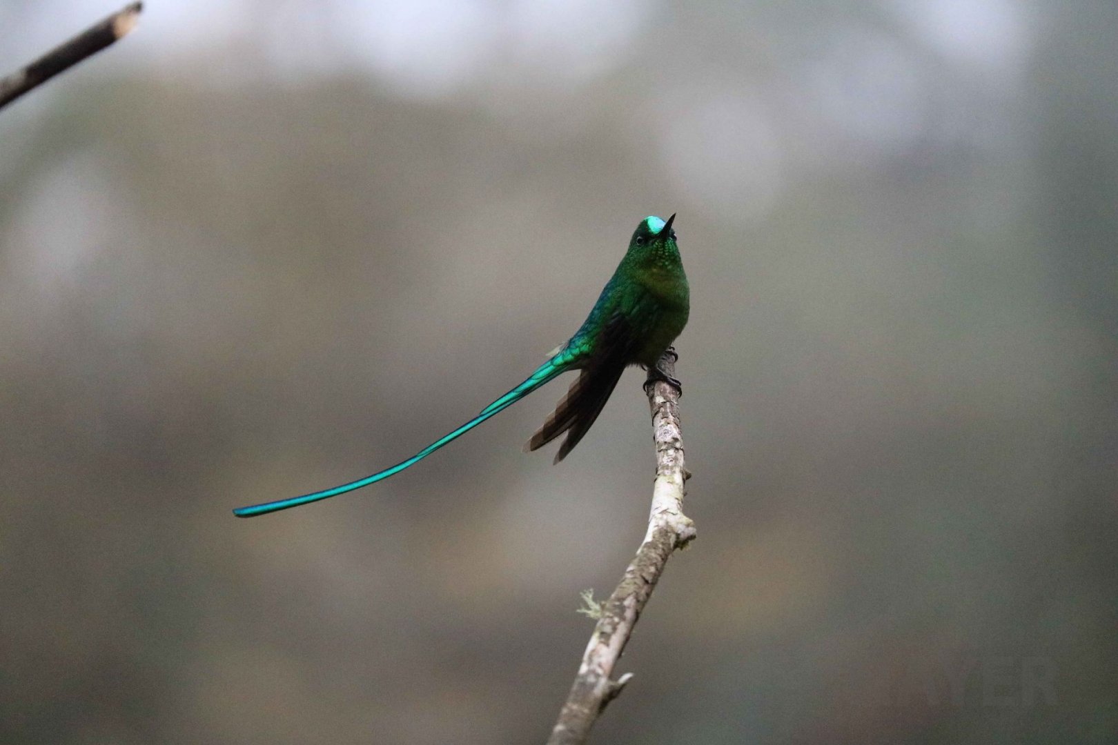Long-tailed sylph, May 2016