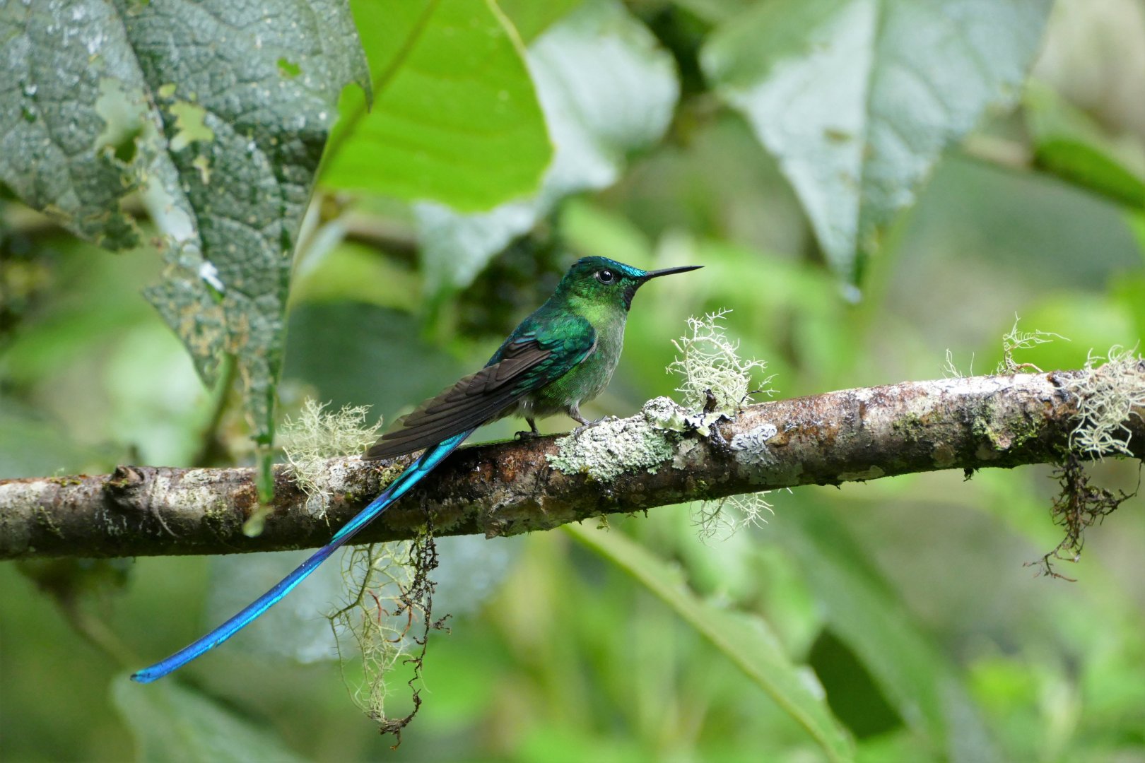 Long-tailed Sylph