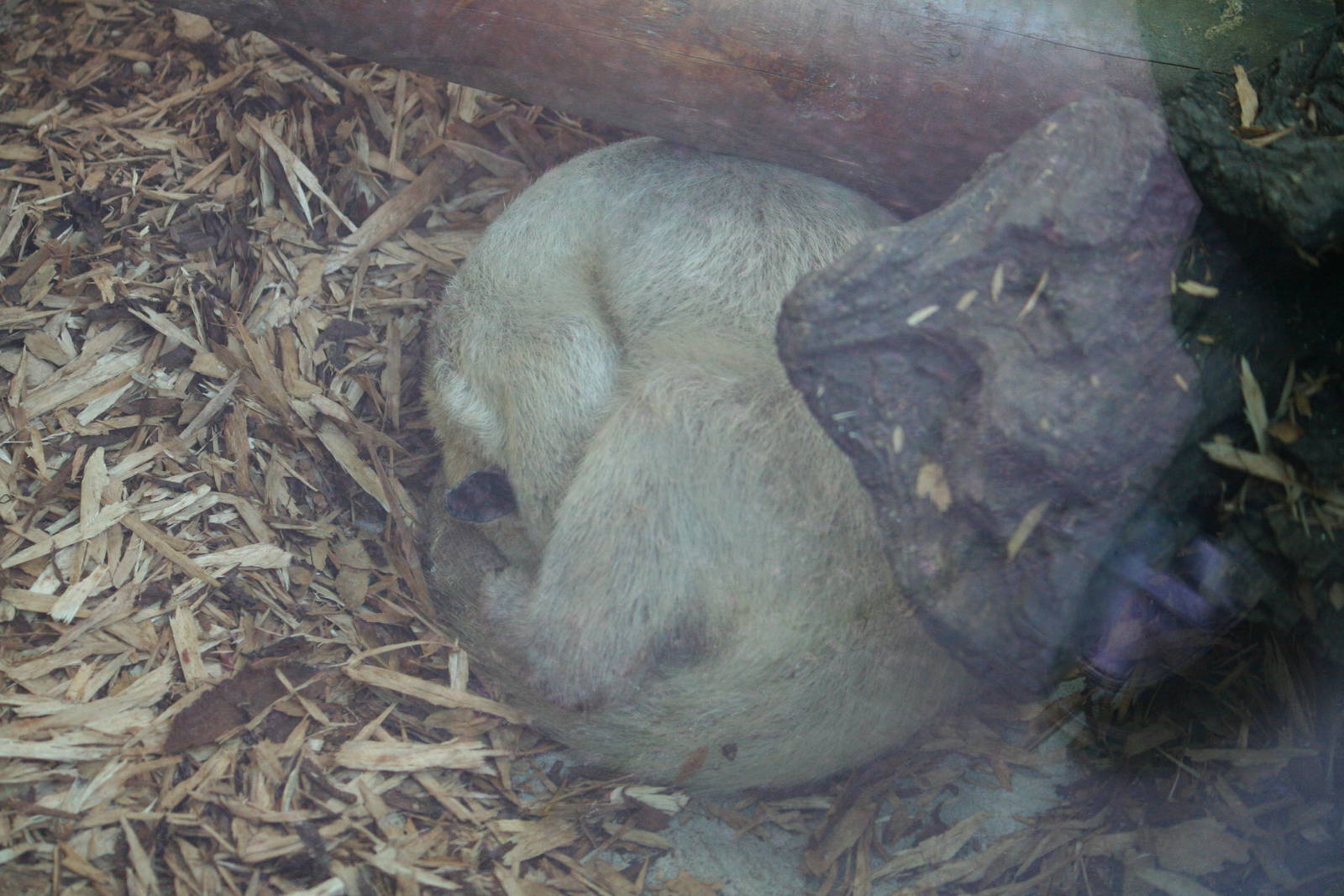 Long-tailed tamandua, 01/10/2011